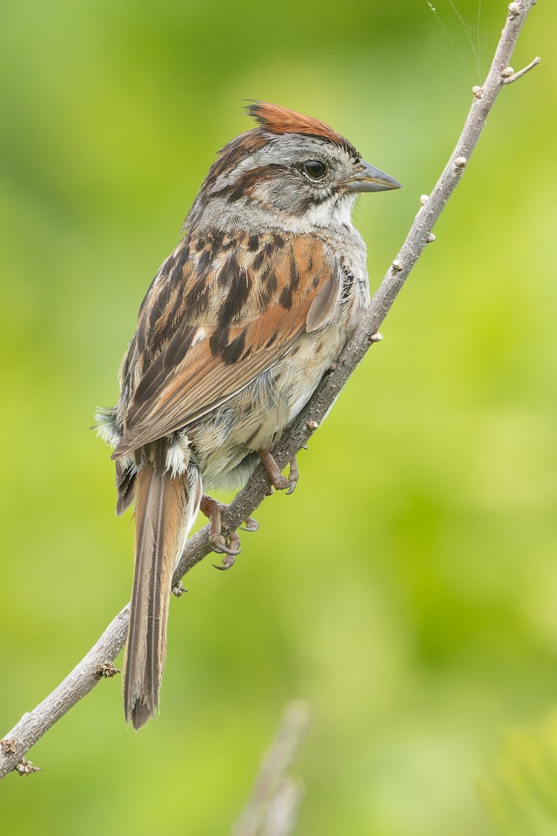 Swamp Sparrow - ML621340099