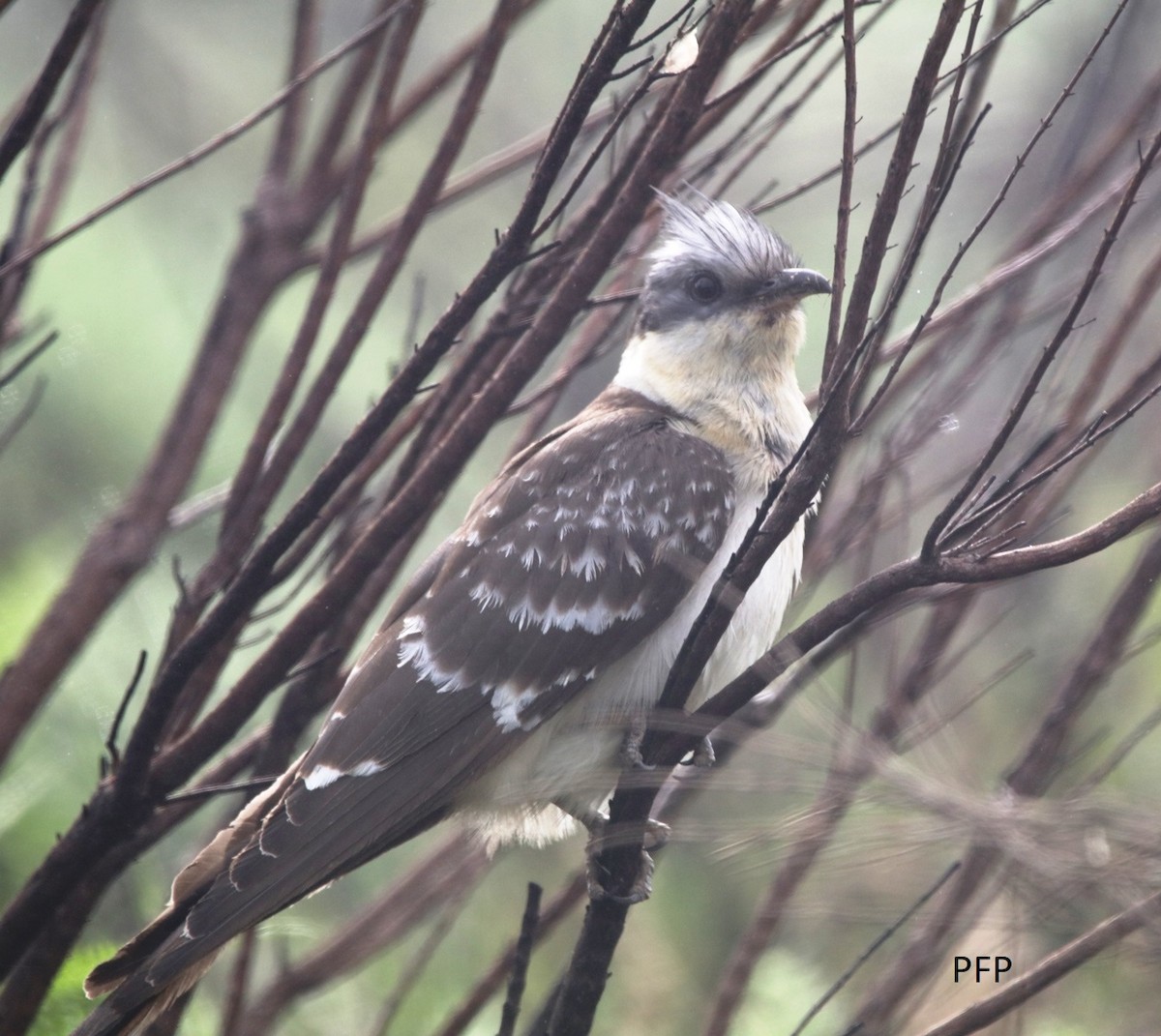 Great Spotted Cuckoo - ML62134011