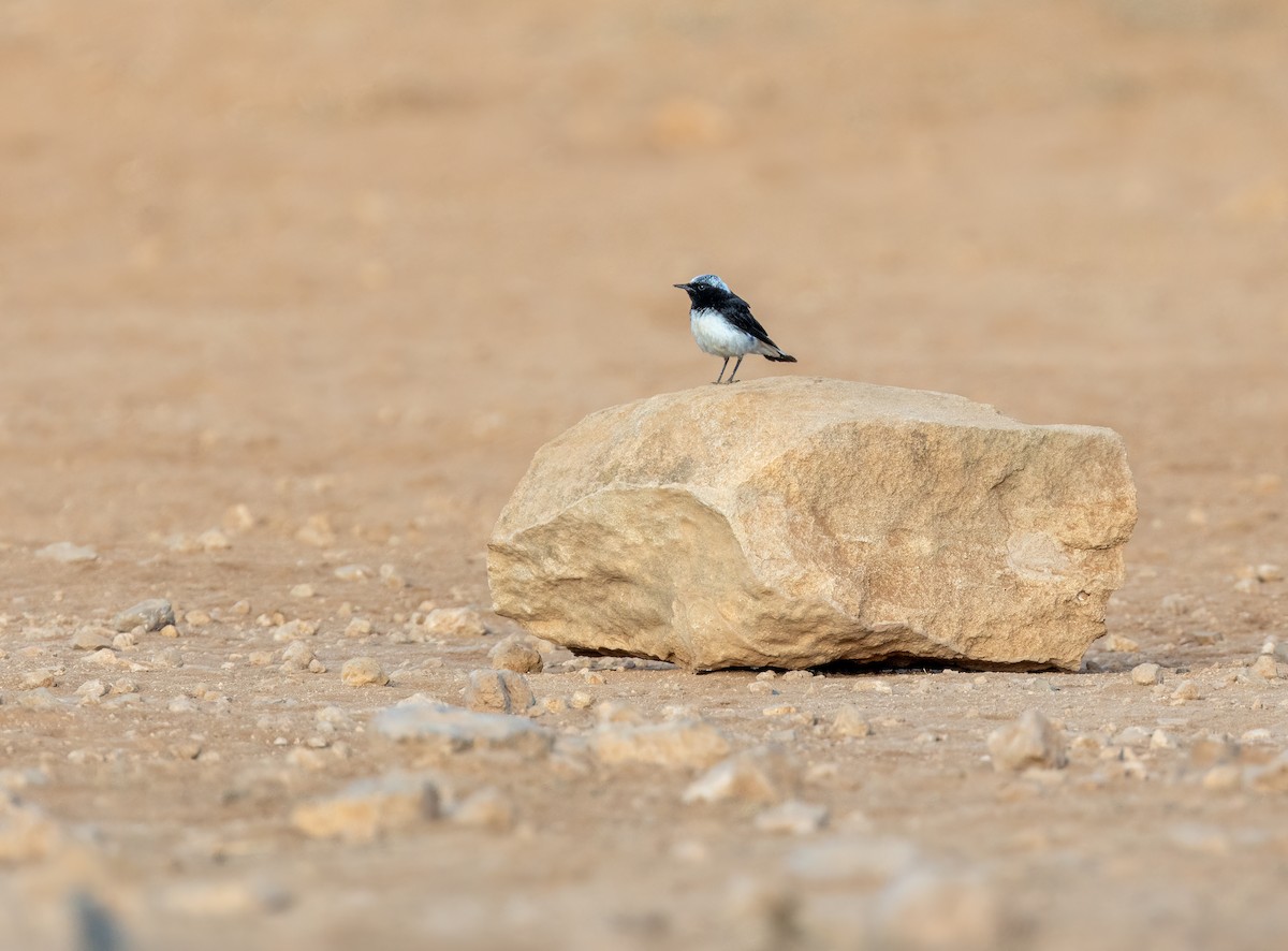 Cyprus Wheatear - Daniel Steen