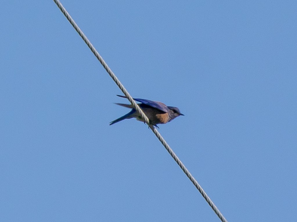 Western Bluebird - Ian Burgess