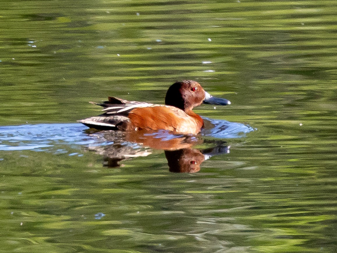 Cinnamon Teal - Ian Burgess