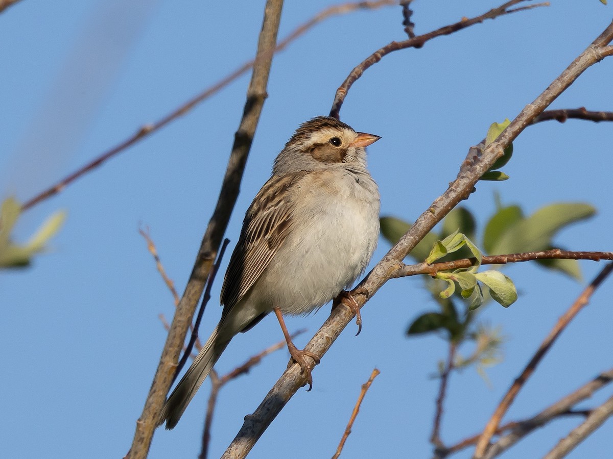 Clay-colored Sparrow - Ian Burgess