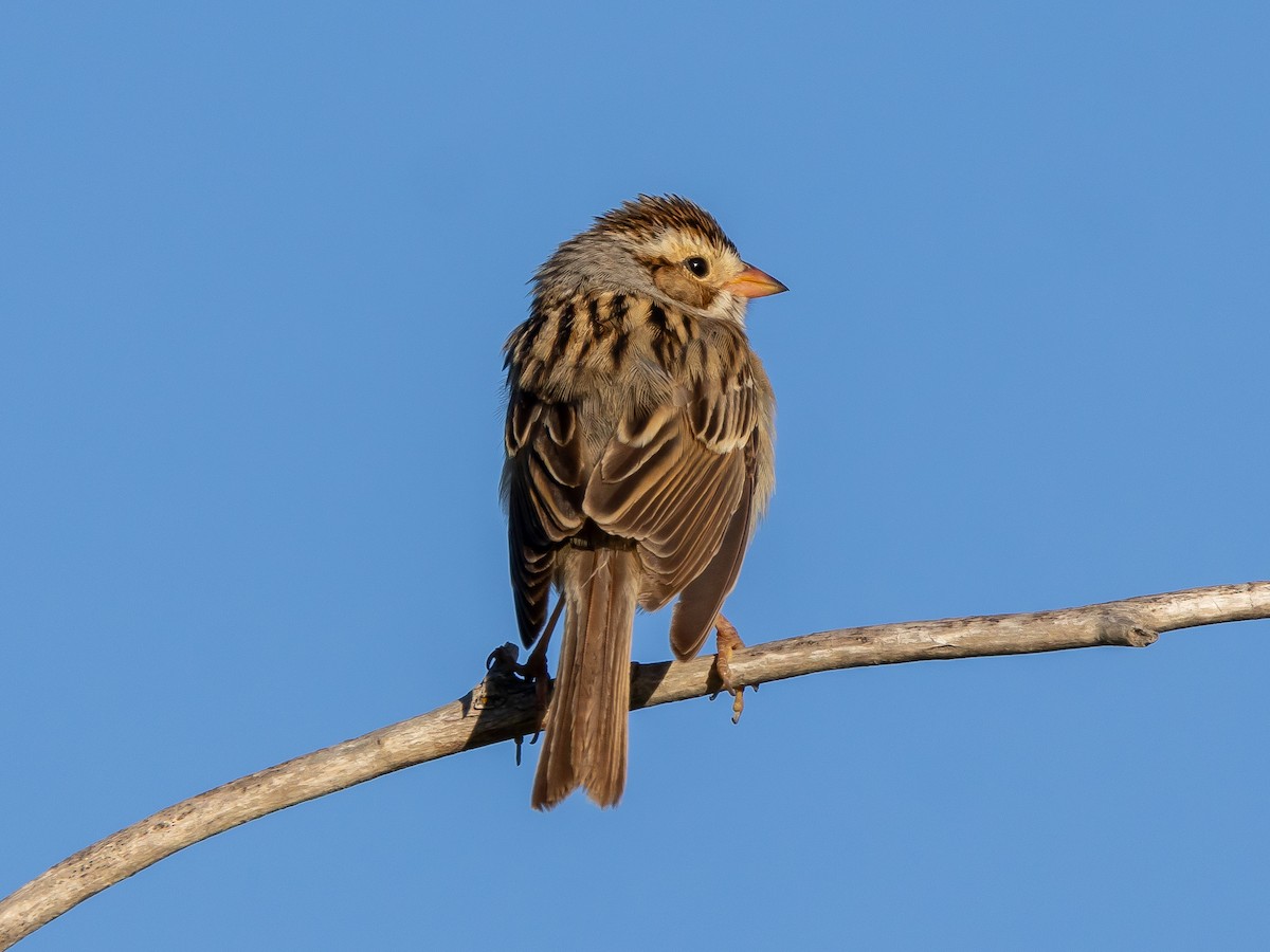 Clay-colored Sparrow - Ian Burgess