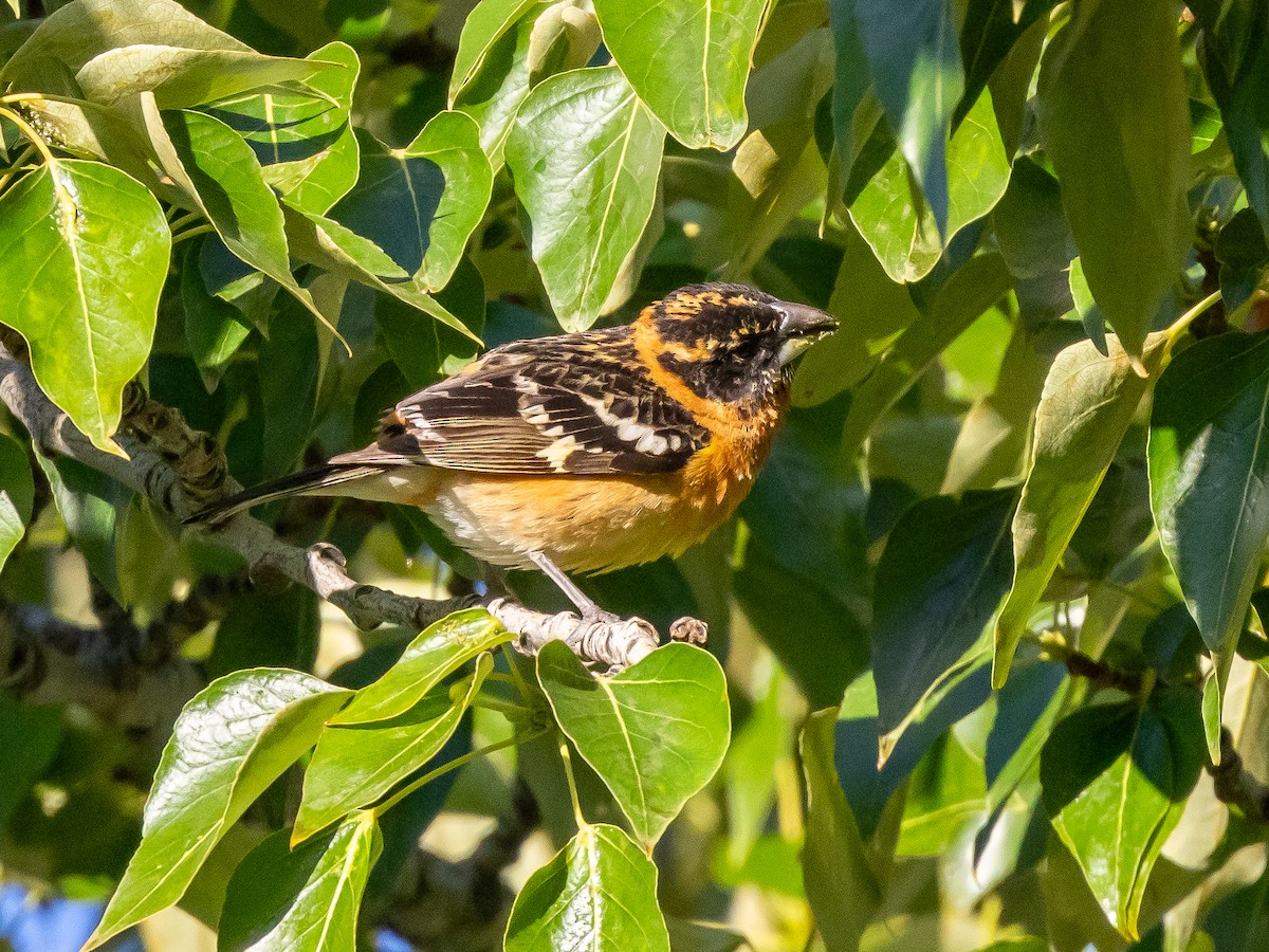 Black-headed Grosbeak - Ian Burgess