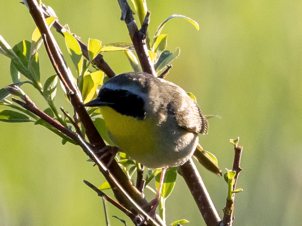 Common Yellowthroat - Ian Burgess