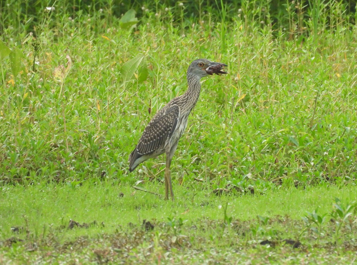 Yellow-crowned Night Heron - ML621340434