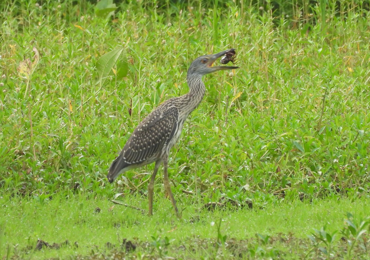 Yellow-crowned Night Heron - ML621340437
