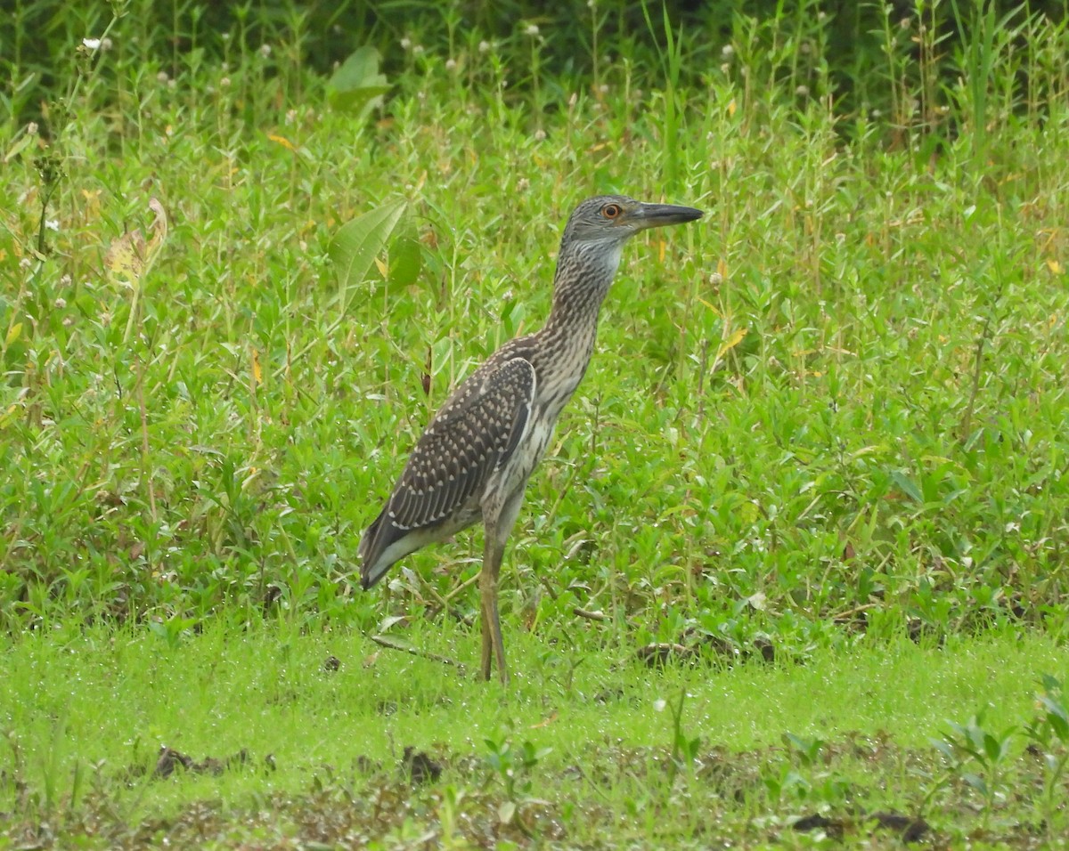 Yellow-crowned Night Heron - ML621340438