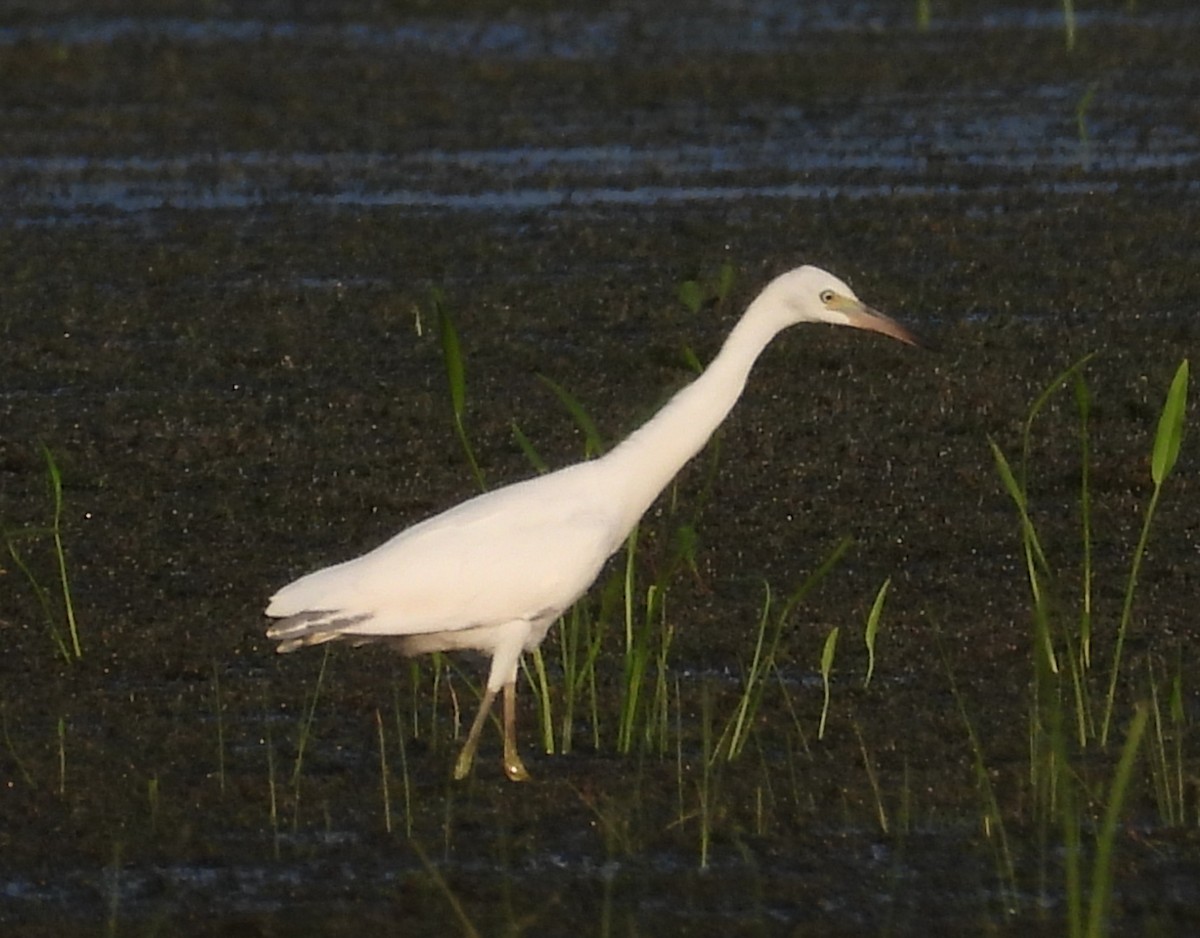 Little Blue Heron - ML621340443