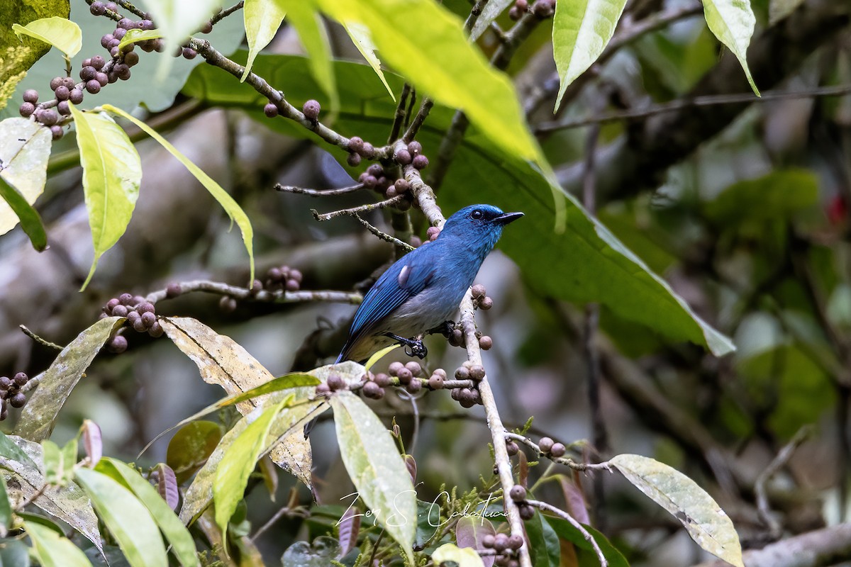 Turquoise Flycatcher - ML621340458