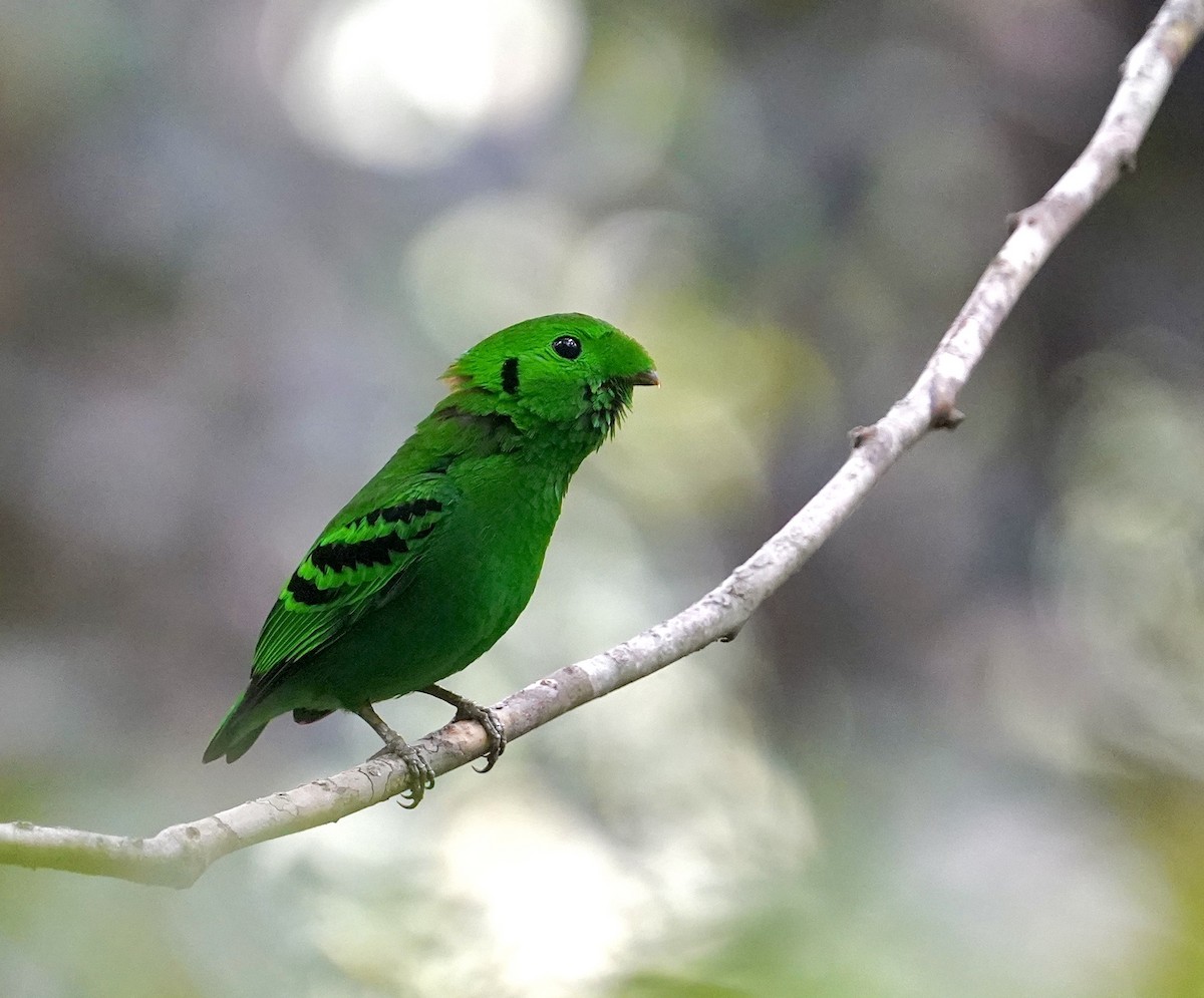 Green Broadbill - Daniel Winzeler