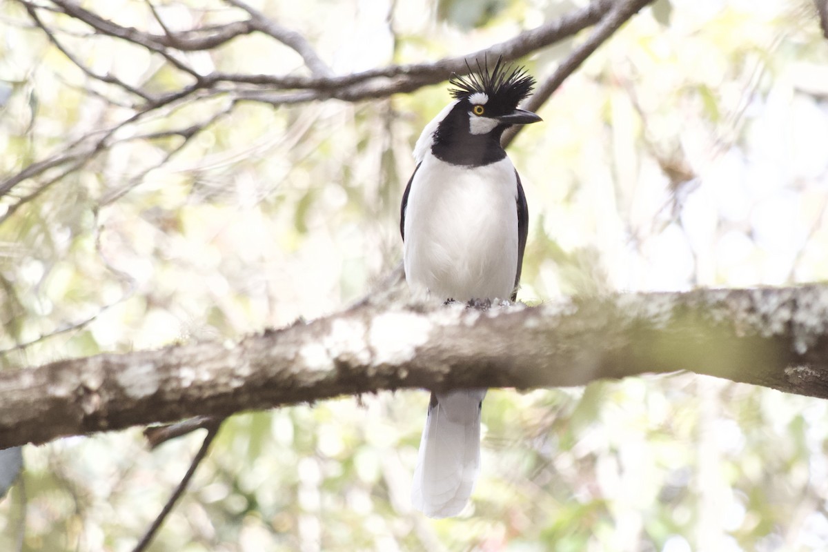 Tufted Jay - ML621340507