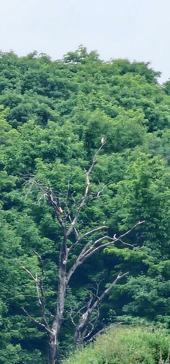 Azor/Gavilán sp.  (Accipiter sp.) - ML621340587