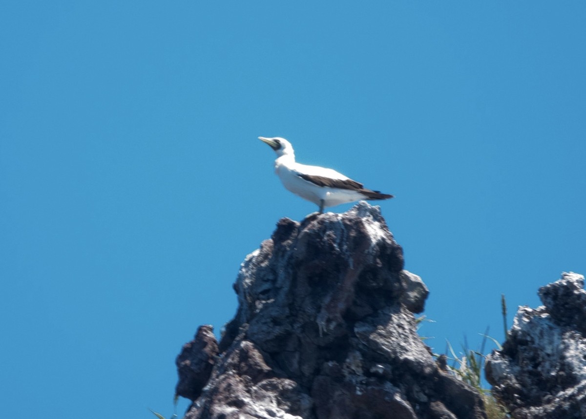 Masked Booby - ML621340646