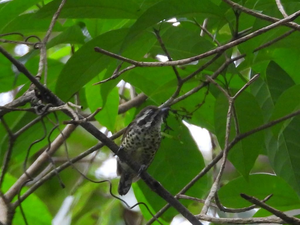 Speckled Piculet - ML621340755