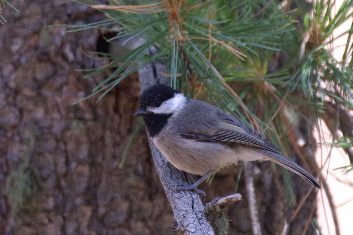 Mexican Chickadee - ML621340797