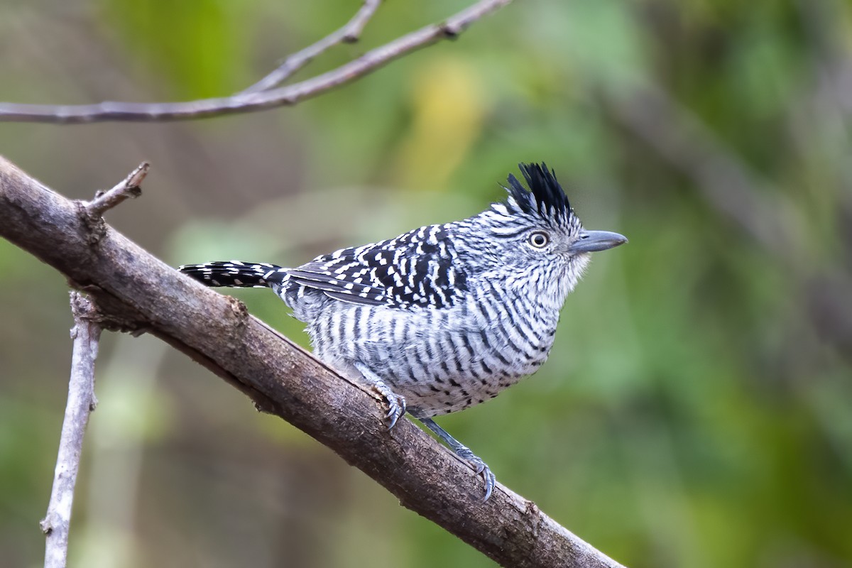 Barred Antshrike (Barred) - Luiz Carlos Ramassotti