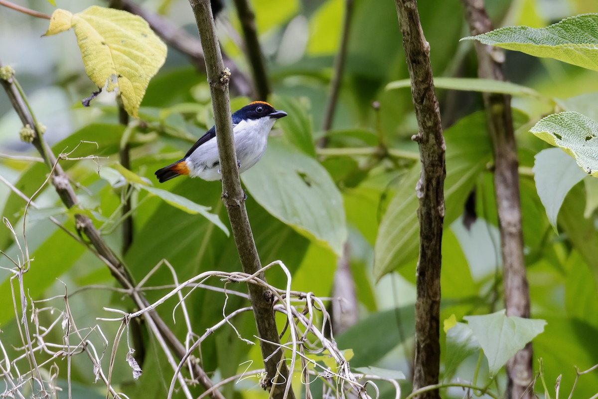 Flame-crowned Flowerpecker - ML621340823