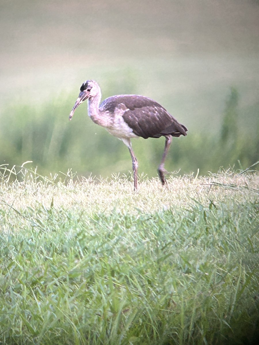 White Ibis - ML621340839