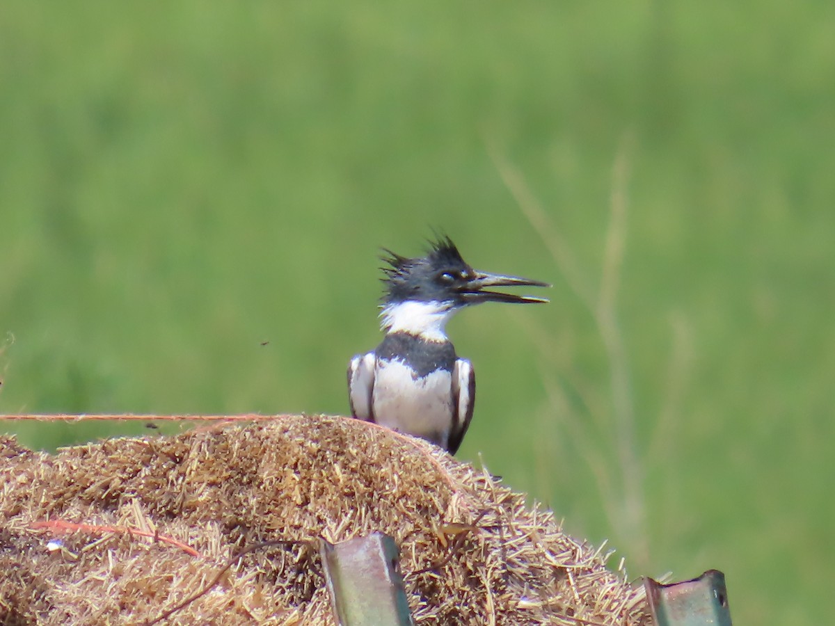 Belted Kingfisher - ML621340840