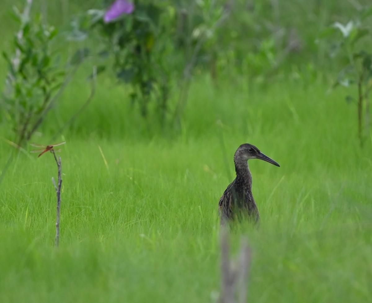 King Rail - ML621340955