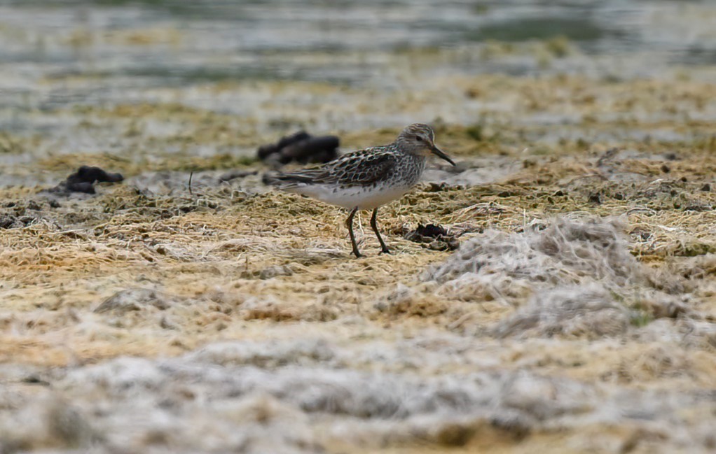 White-rumped Sandpiper - ML621340958