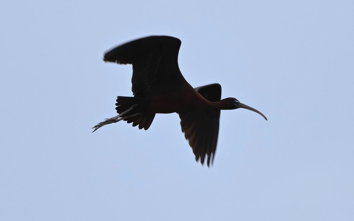 Glossy Ibis - ML621340962