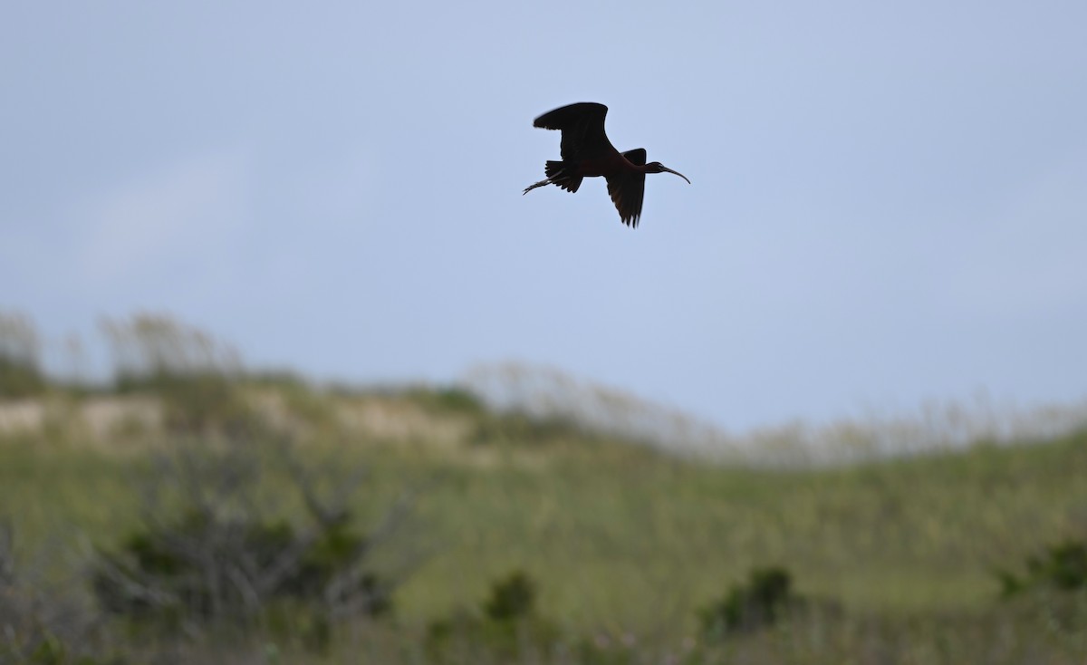 Glossy Ibis - ML621340963