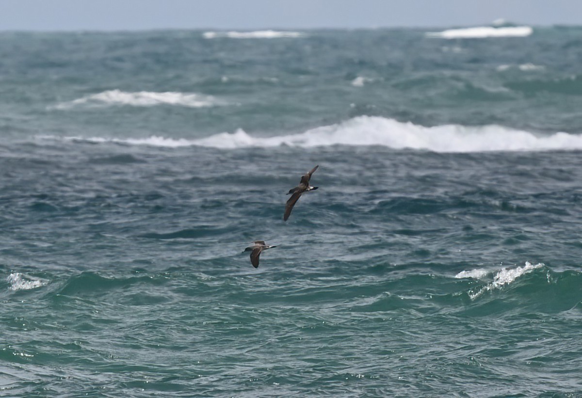 Cory's Shearwater - ML621340973