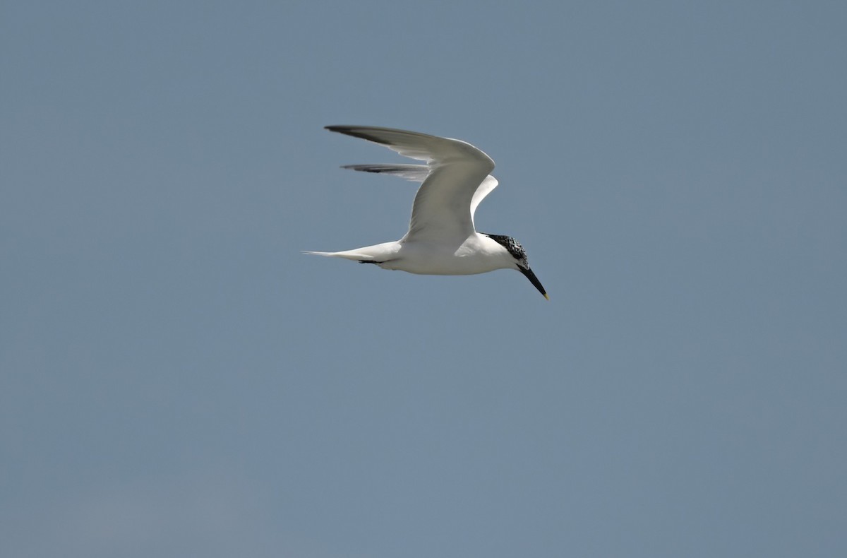 Sandwich Tern - Ann Stinely