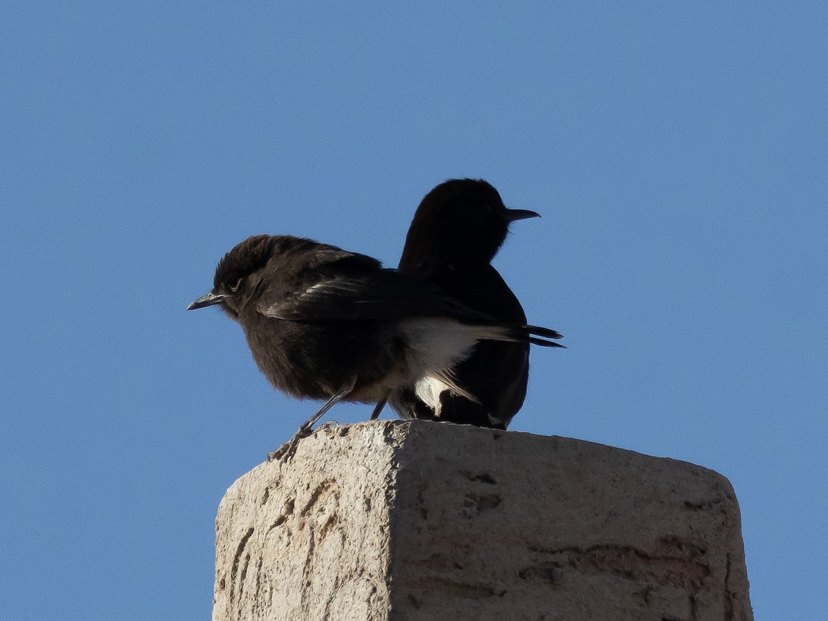 Black Wheatear - Ian Burgess