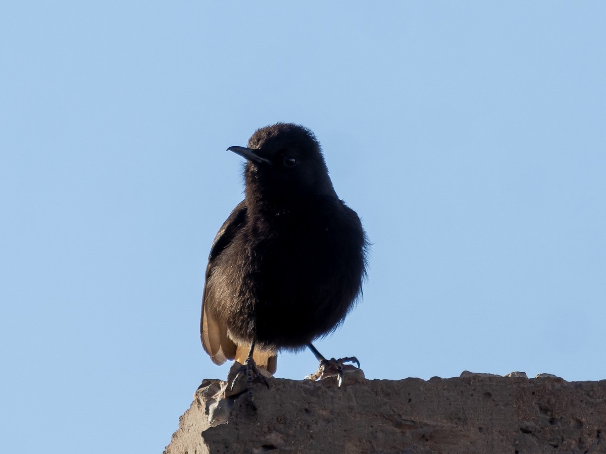 Black Wheatear - Ian Burgess