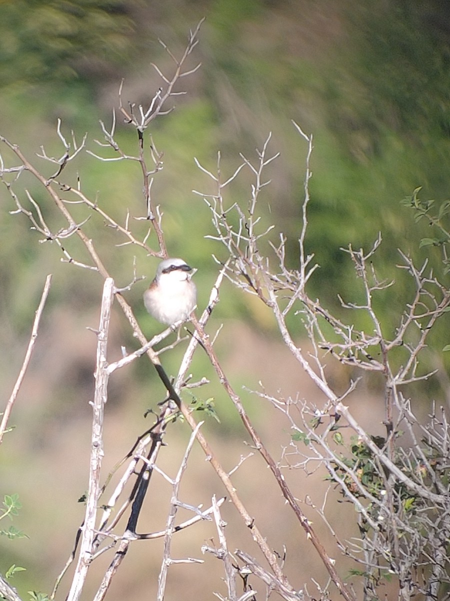 Red-backed Shrike - ML621341224