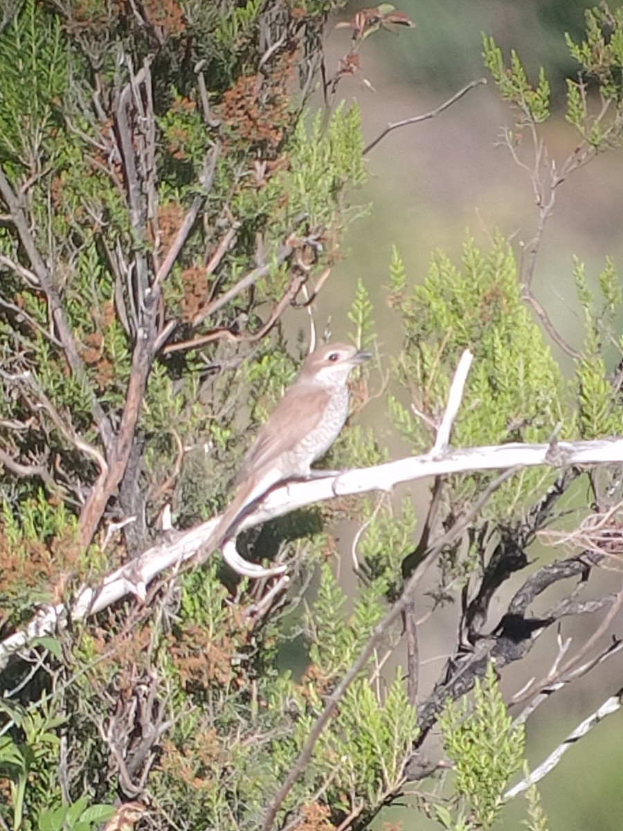 Red-backed Shrike - ML621341270