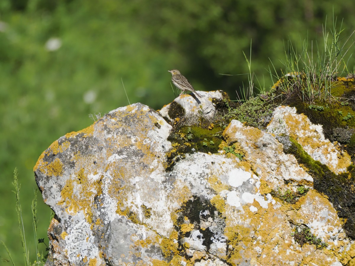 Tree Pipit - ML621341397