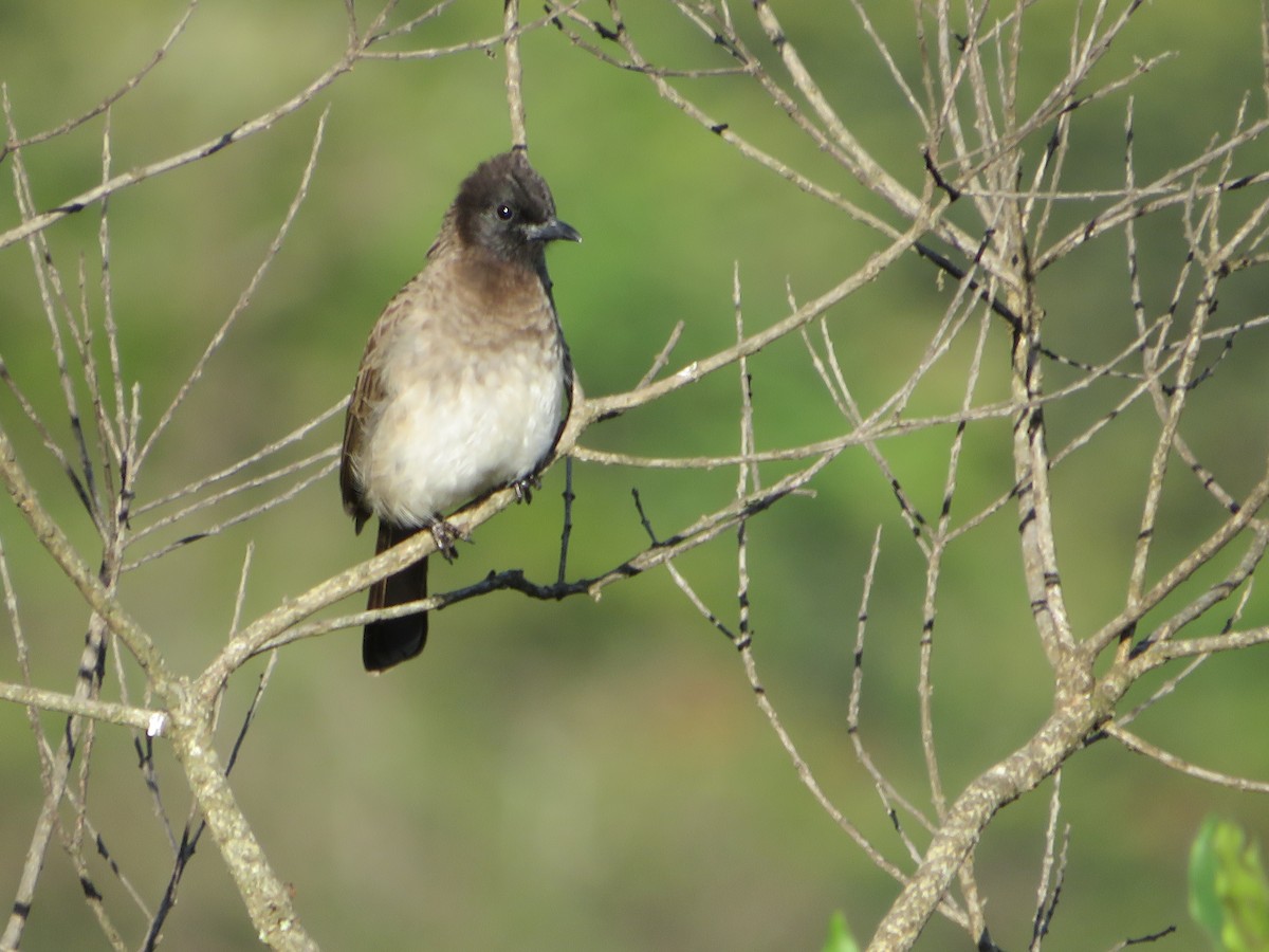 Common Bulbul - ML621341410