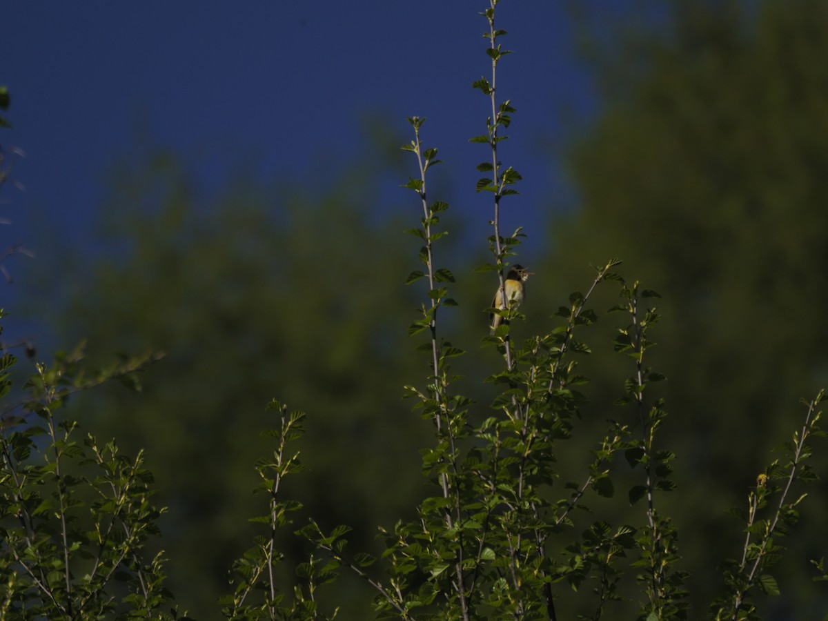 Marsh Warbler - ML621341413