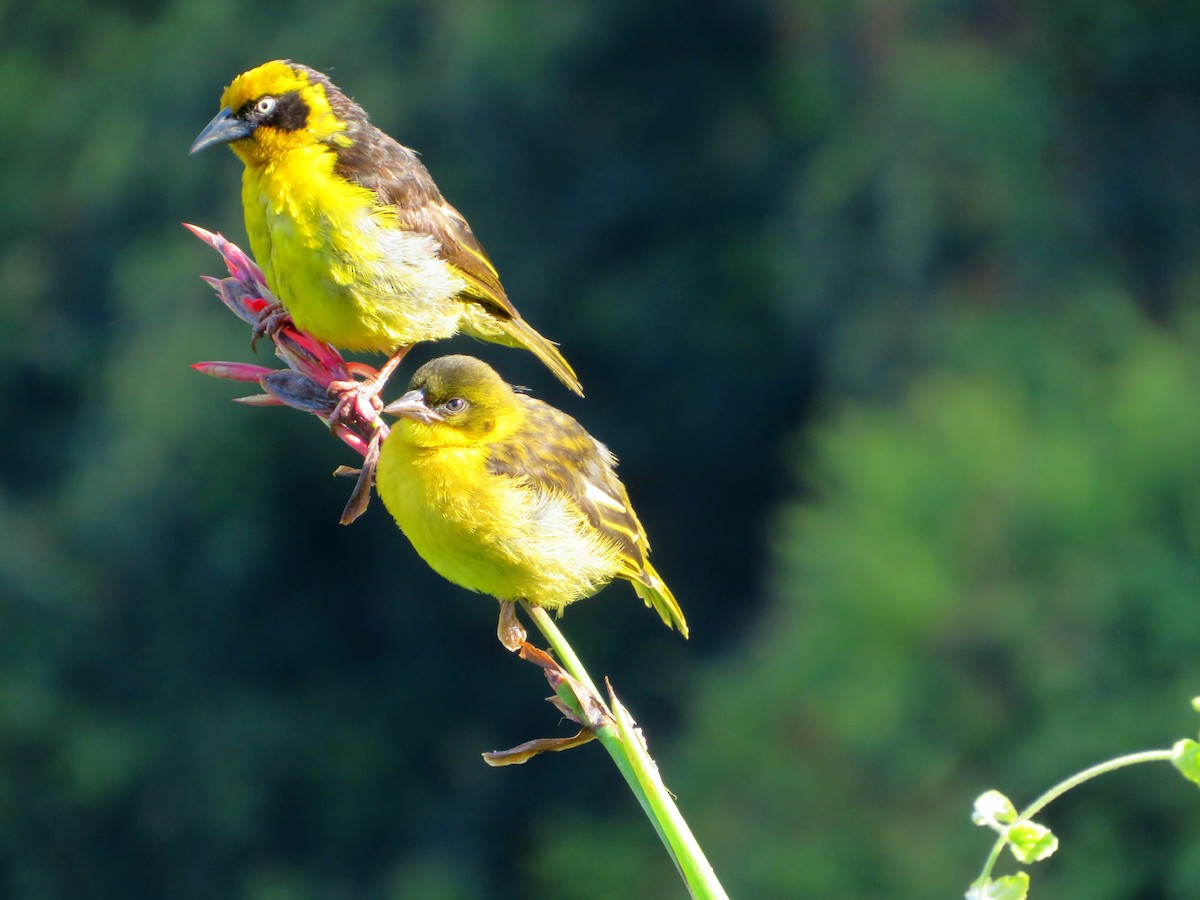 Baglafecht Weaver - ML621341424