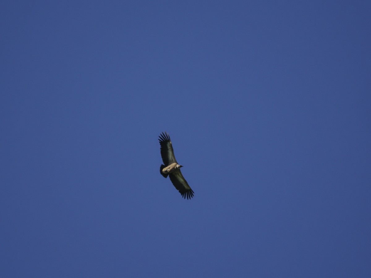 Eurasian Griffon - ML621341522