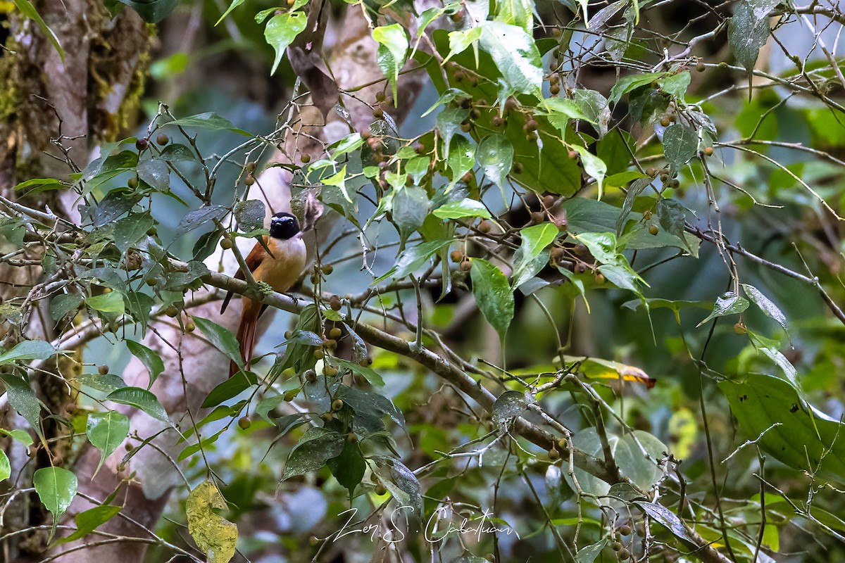 Black-and-cinnamon Fantail - ML621341531