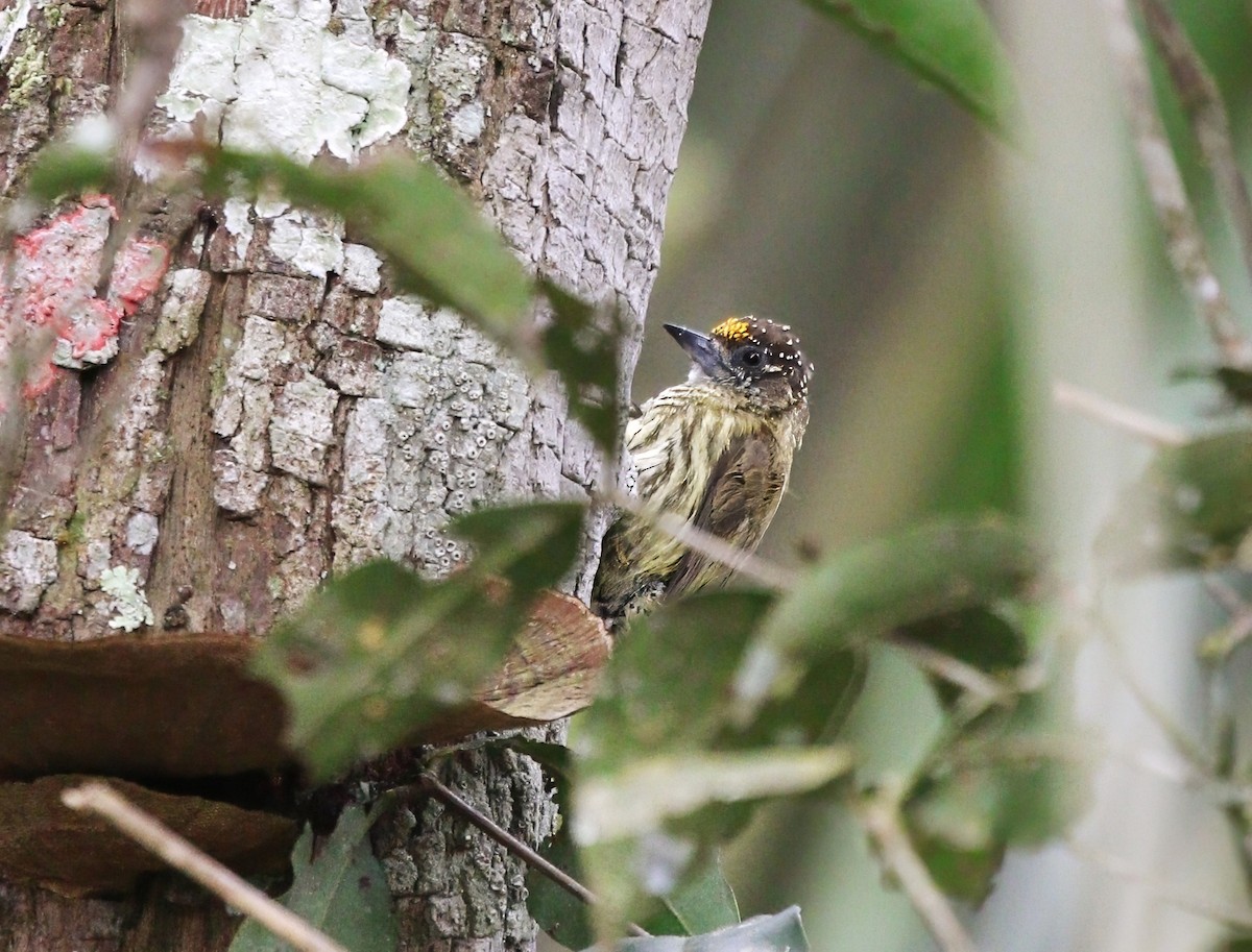 Bar-breasted Piculet - ML621341586