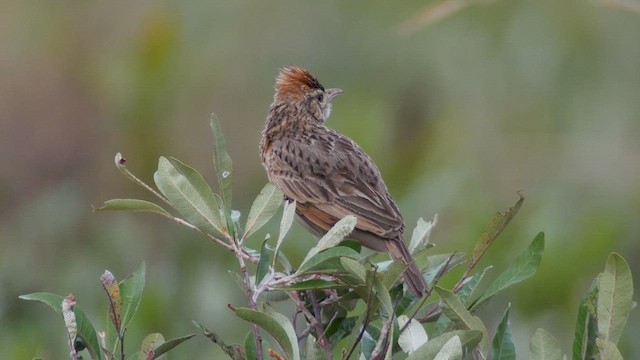 Rufous-naped Lark - ML621341617