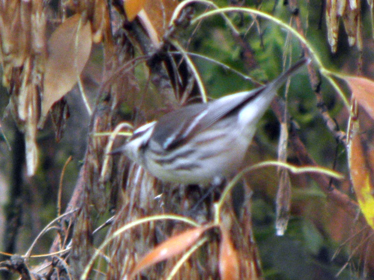 Black-throated Gray Warbler - ML62134171