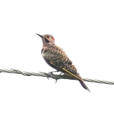 Northern Flicker - Brian Rapoza