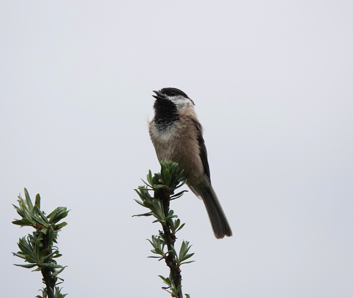 Sichuan Tit - ML621341732