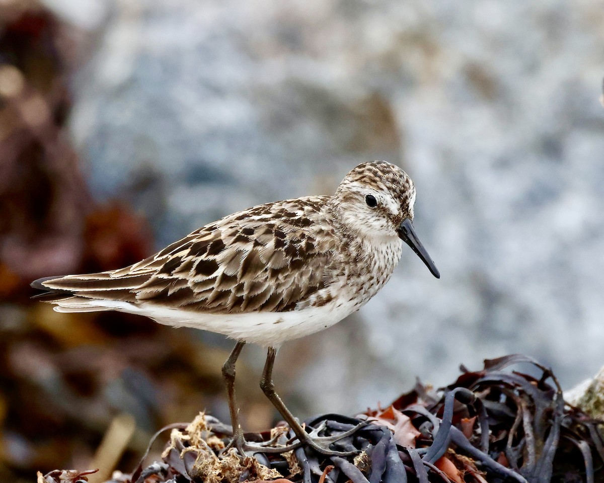 Sandstrandläufer - ML621341733