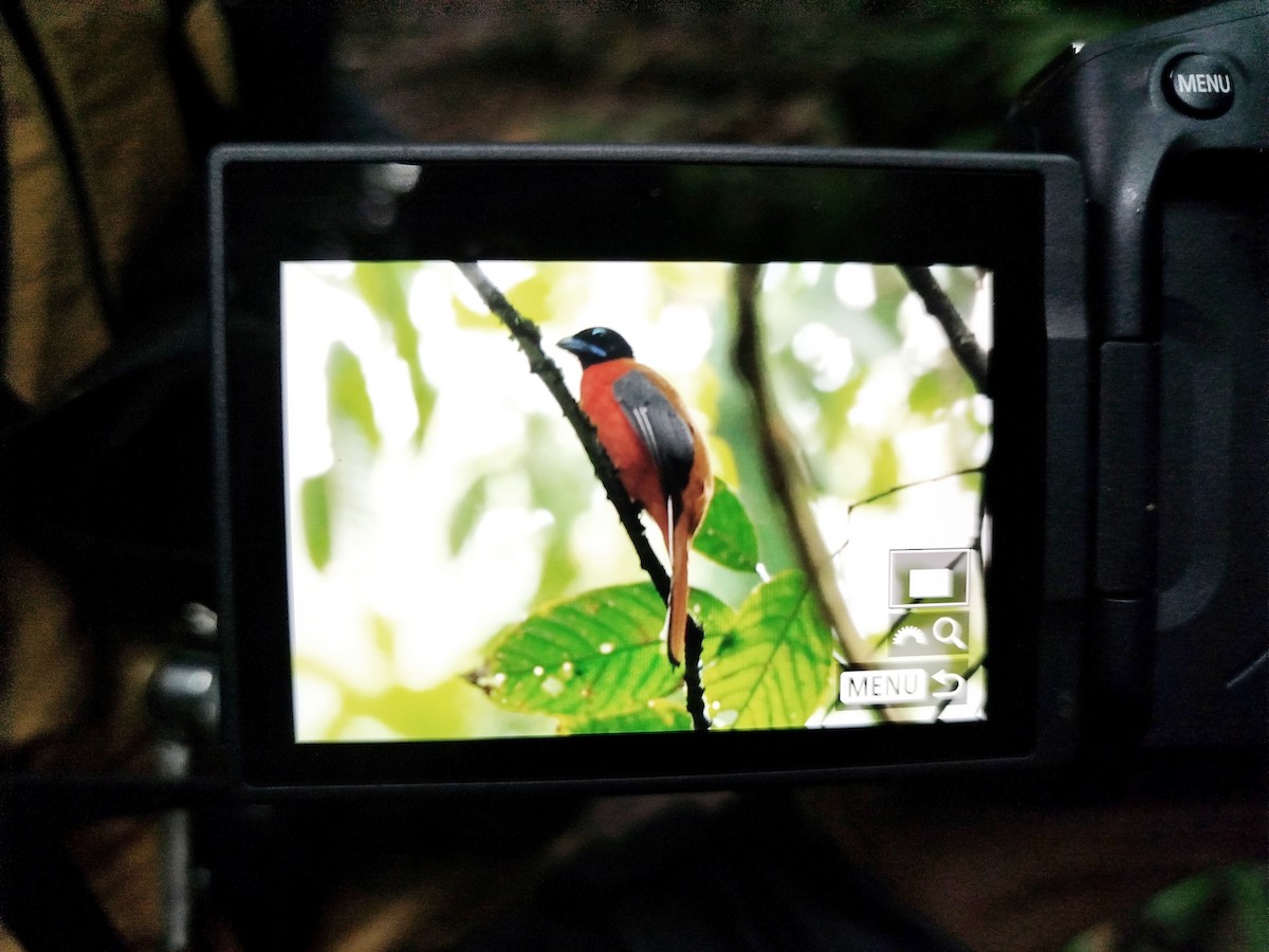 Cinnamon-rumped Trogon - ML621341750