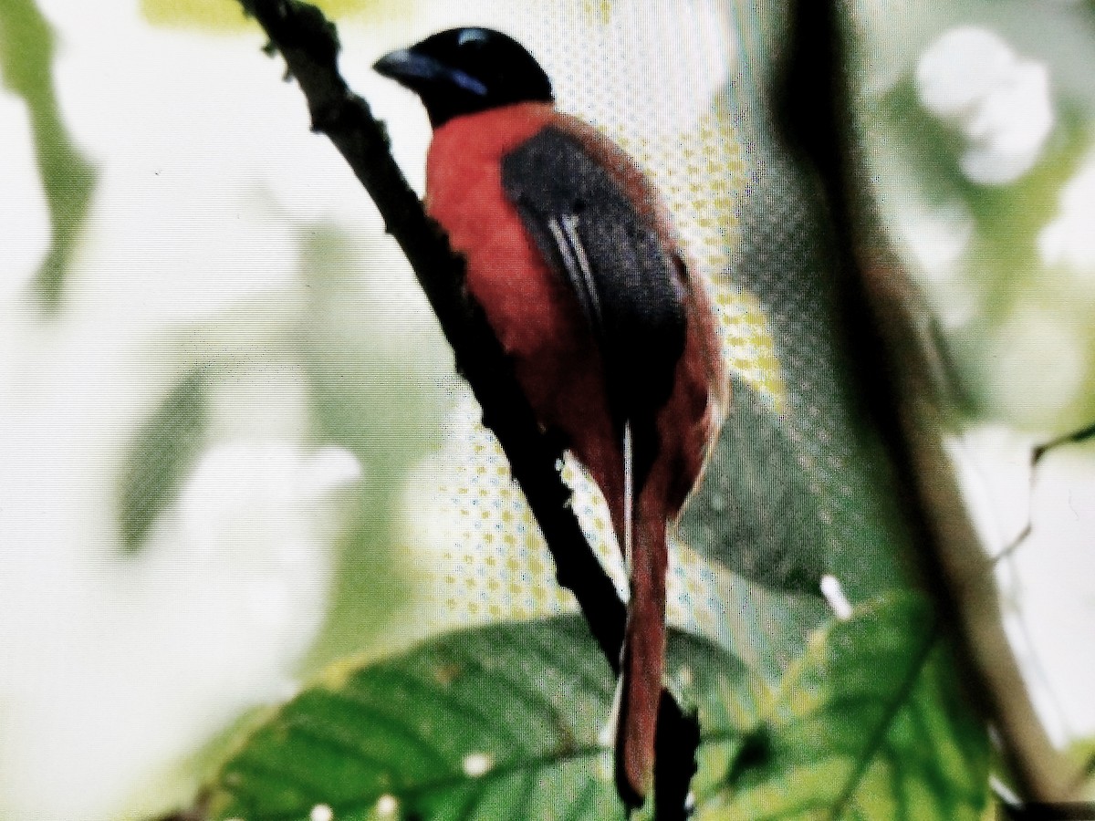 Cinnamon-rumped Trogon - ML621341751