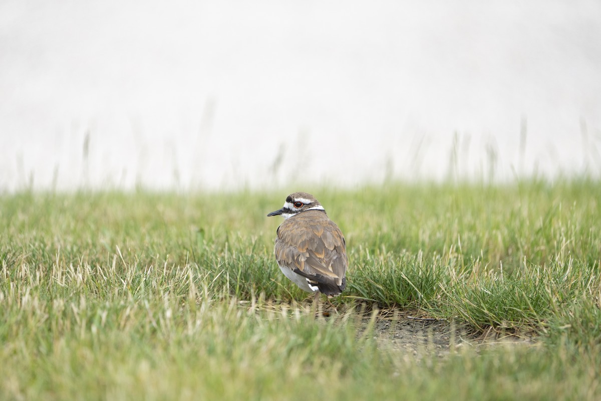 Killdeer - ML621341765