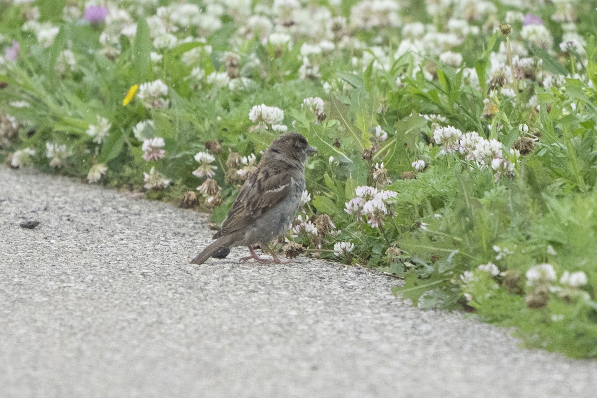 House Sparrow - ML621341776